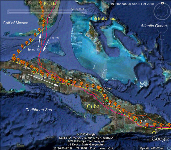 osprey migration tracking